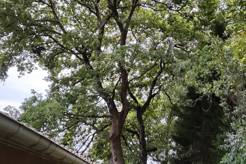 Grand arbre avant intervention, vu depuis le sol