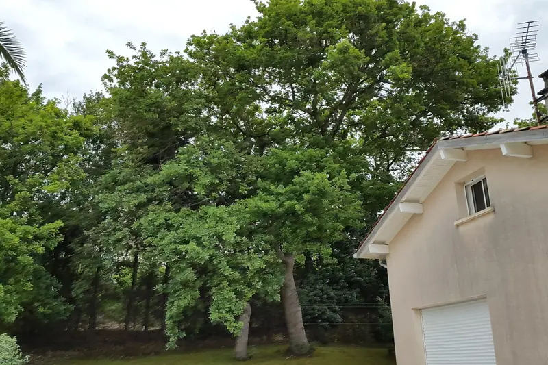 Grand arbre avant intervention, vu depuis le sol